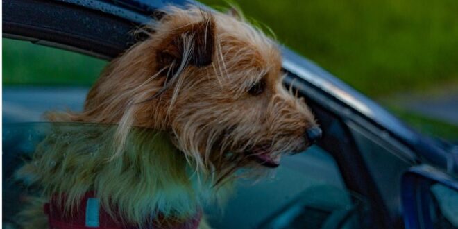 Dog In Car